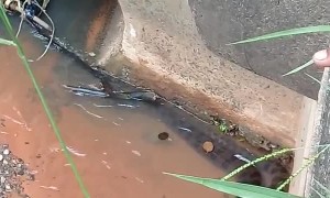 Firefighters Struggle to Rescue Thrashing Anaconda