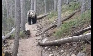 Scary moment shows hikers encountering a massive grizzly bear