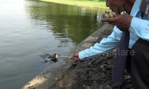 Kind-hearted security guard feeds hungry turtles in pond