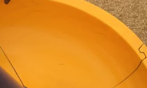 Dog Doesn't Know How to Use a Slide