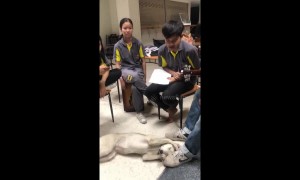 Adorable puppy covers his ears during youth band practice in Thailand