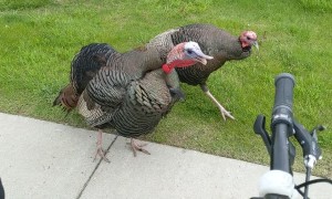 Territorial Turkeys Confront Man on Bike