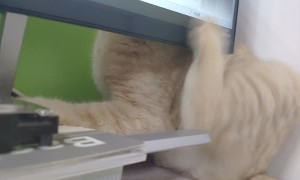 Computer Screen Blocks Cat Scratch