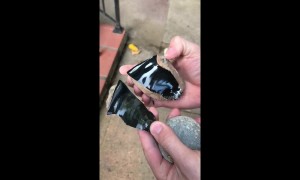 Stunning look inside an obsidian rock revealed as it is cracked open