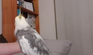 Cockatiel Carries a Tune