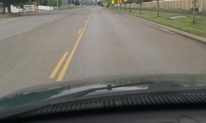 Random Pig Wanders down Street