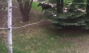 Curious Corgi Interrupts Hungry Moose