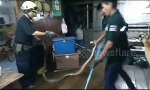 Python caught in ceiling of family home trying to eat pet cat