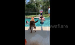 Is this the dog Michael Jordan? Pup gets a slam dunk in pool basketball