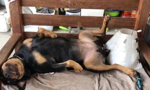 Naughty Dog Pretends to Know Nothing