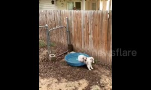 Cute pup tries to play in empty paddling pool