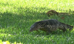 Monitor lizards attract tourists to Bangkok park