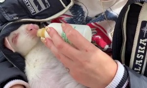 Bottle Time for Wallaby Joey