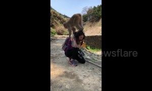 Monkey won't stop jumping on tourist's head in Japan