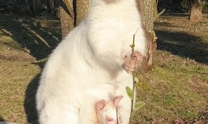 Albino Mother and Baby Wallaby Soak up the Sun