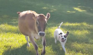 Rescued cow and dog become instant best friends