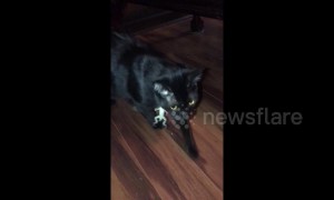 Lizard outsmarts confused cat in Florida home by grasping onto its fur