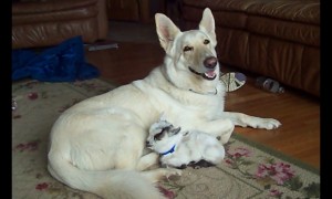 Tiny baby goat adorably cuddles with much larger dog
