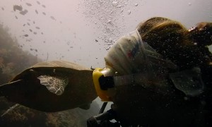 Turtle Gets Tired of Hitchhiker