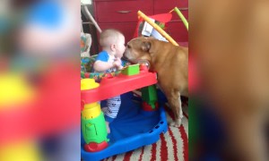 Bulldog and Baby are Buddies