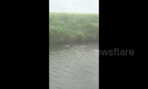 Brave UK man dives into canal to rescue drowning baby deer