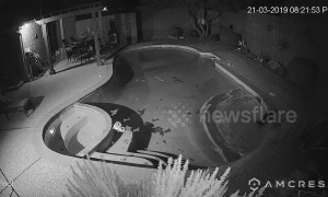 Clumsy cat struggles to escape after tumbling into pool in Texas garden