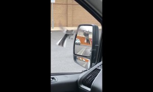 Angry bird attacks itself in a car mirror at London drive-through