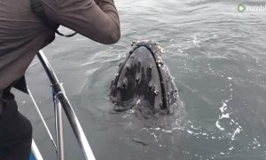 Incredible up-close encounter with Humpback Whale