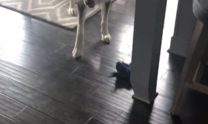 Husky Throws Ultimate Temper Tantrum