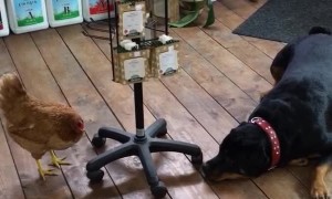 Chicken Chases Charlee