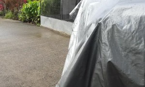 Snake Snacking in the Back of a Boat