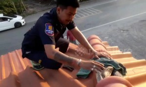 Rescue worker climbs onto roof to rescue 8-foot-long python trapped in between tiles