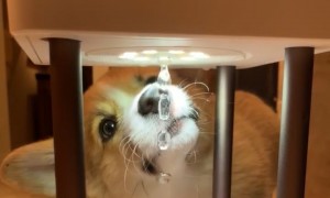Confused corgi can't figure out anti-gravity foundation lamp