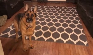 Dogs are told they're going to Starbucks, totally lose their minds