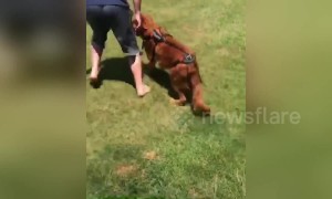 Wobbly US dog learns to walk after being struck by car