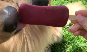 Smart Dog Takes the Sweet Treat