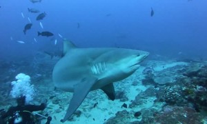 Divers Feed Sharks Without a Cage