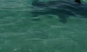 Hammerhead Circles Their Boat