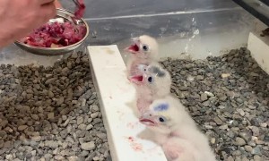 Gyrfalcons Getting Fed