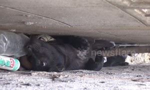 Four dogs rescued after allegedly being dumped in narrow gap between two buildings, Thailand