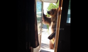 Knock knock! Hungry tame bear wants snack and walkies from owner