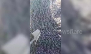 Locust apocalypse: Huge swarm of grasshoppers swoops over Indian town