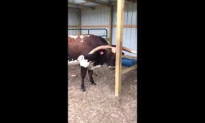 Texas farmer tells off 'prankster' teen bull for stealing food