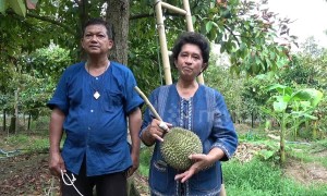 Thai farm where durian fruits sell for up to £25,000 each celebrates this year's harvest