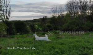 Beautiful footage of a rare albino deer spotted in Pennsylvania