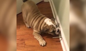 Puppies vs Door Stops