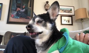 Helping the Dog to Digest