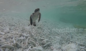 Endangered baby green sea turtle enters the ocean off Australia