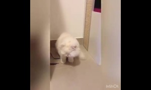 Blind cat is a surprisingly good goalkeeper