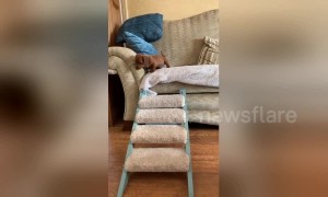 Adorable dachshund puppy uses tiny staircase to get off sofa in UK home